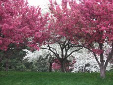Central Park Crab Apple Trees in Full Bloom