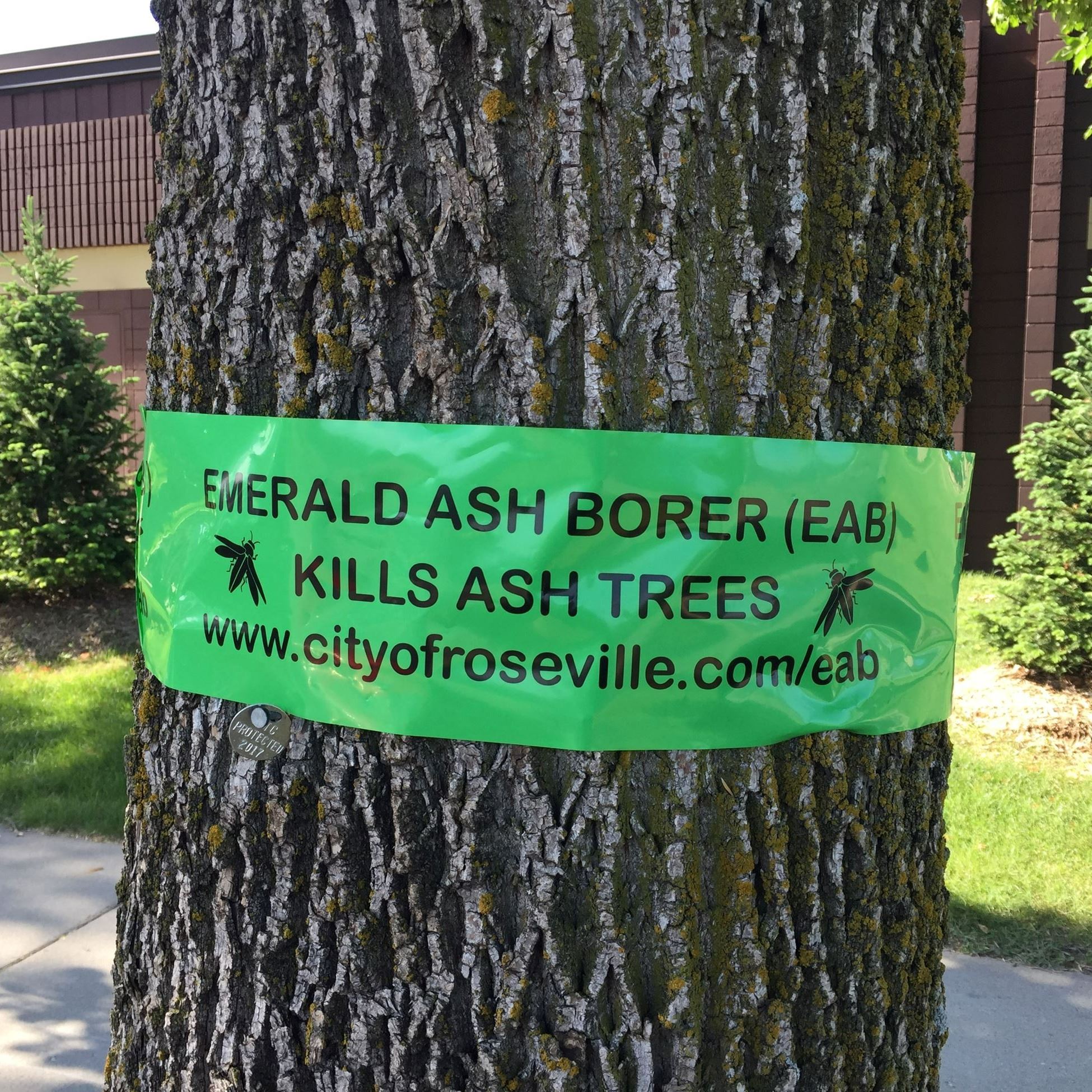 Green EAB ribbon on tree
