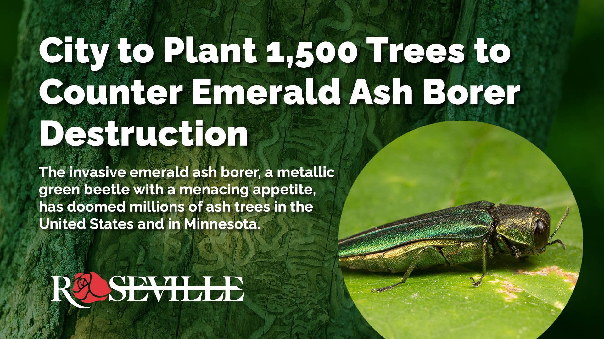 City to Plant 1,500 Trees to Counter Emerald Ash Borer Destruction 