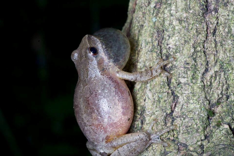 small translucent pink frog with enlarged vocal sac sitting on a tree trunk
