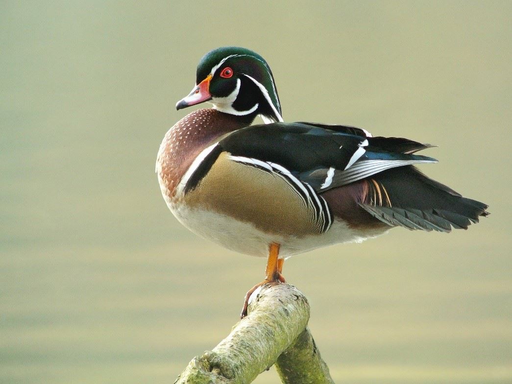 Green headed, orange billed, colorful male wood duck standing on birch log above water