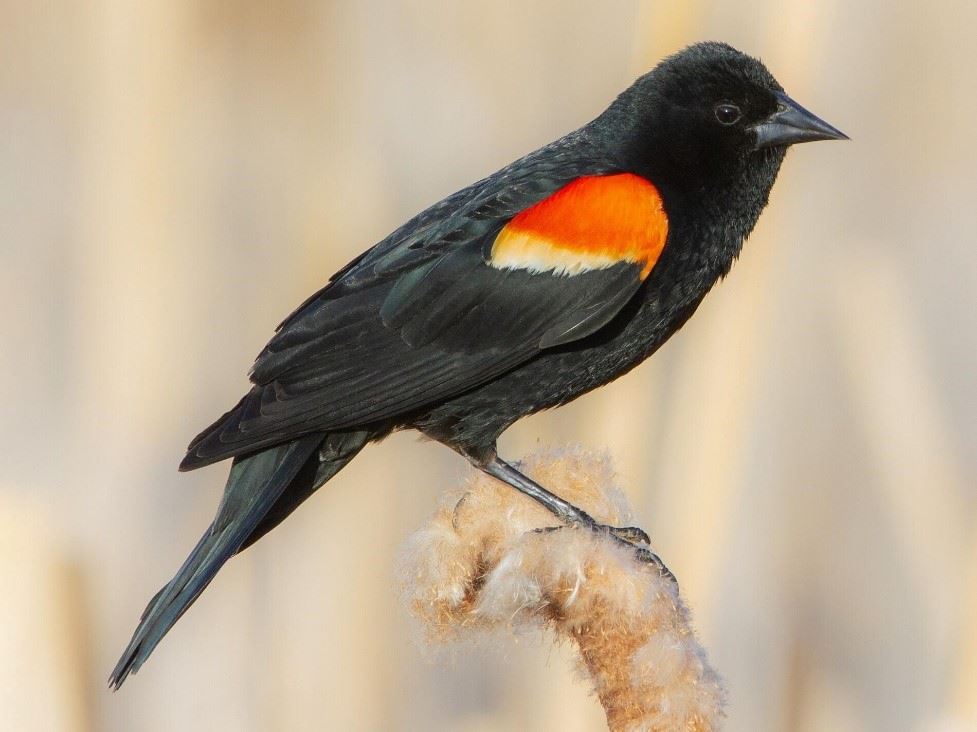 Black Bird with orange and yellow patch on wing; a male red-winged blackbird