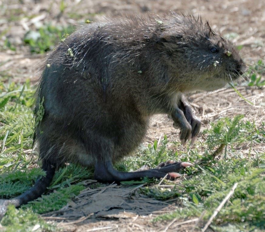 Muskrat with wet brown fur, sitting on back feet.