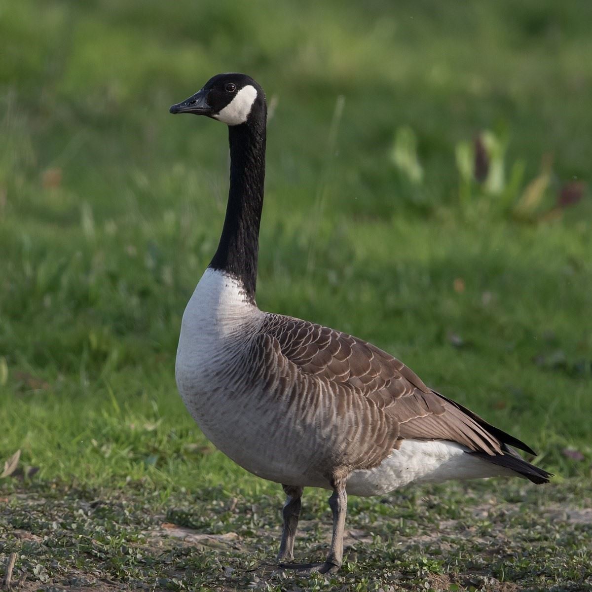 Canada Goose with grey-brown body feathers, white chest, black neck, and white patch under eye