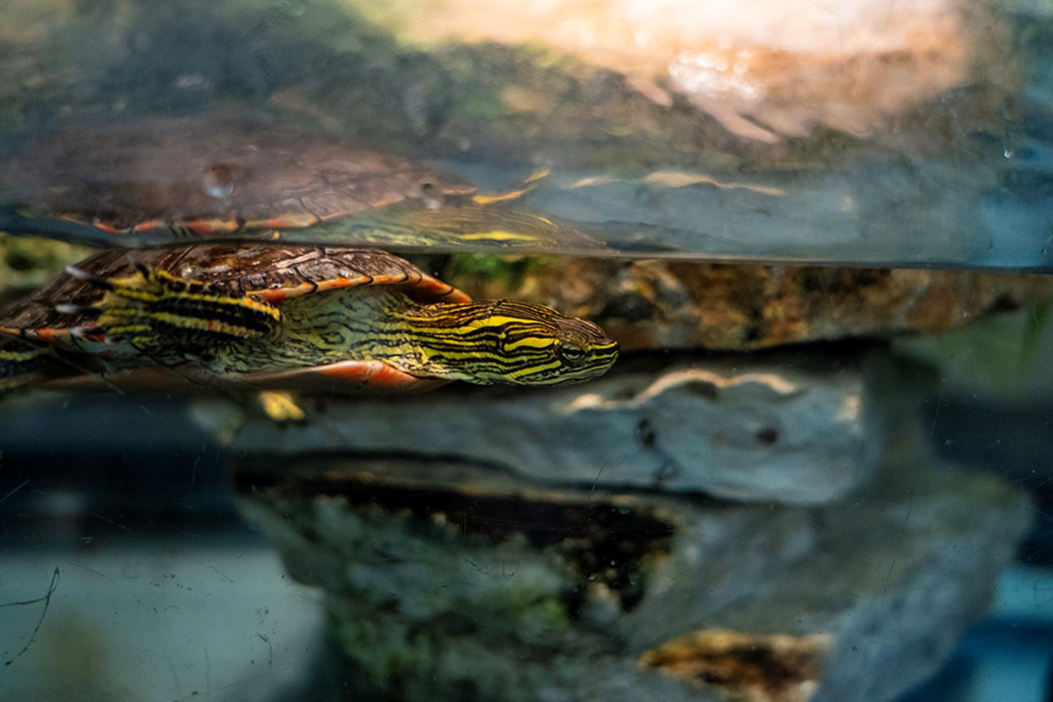 Frank the Turtle at HANC.