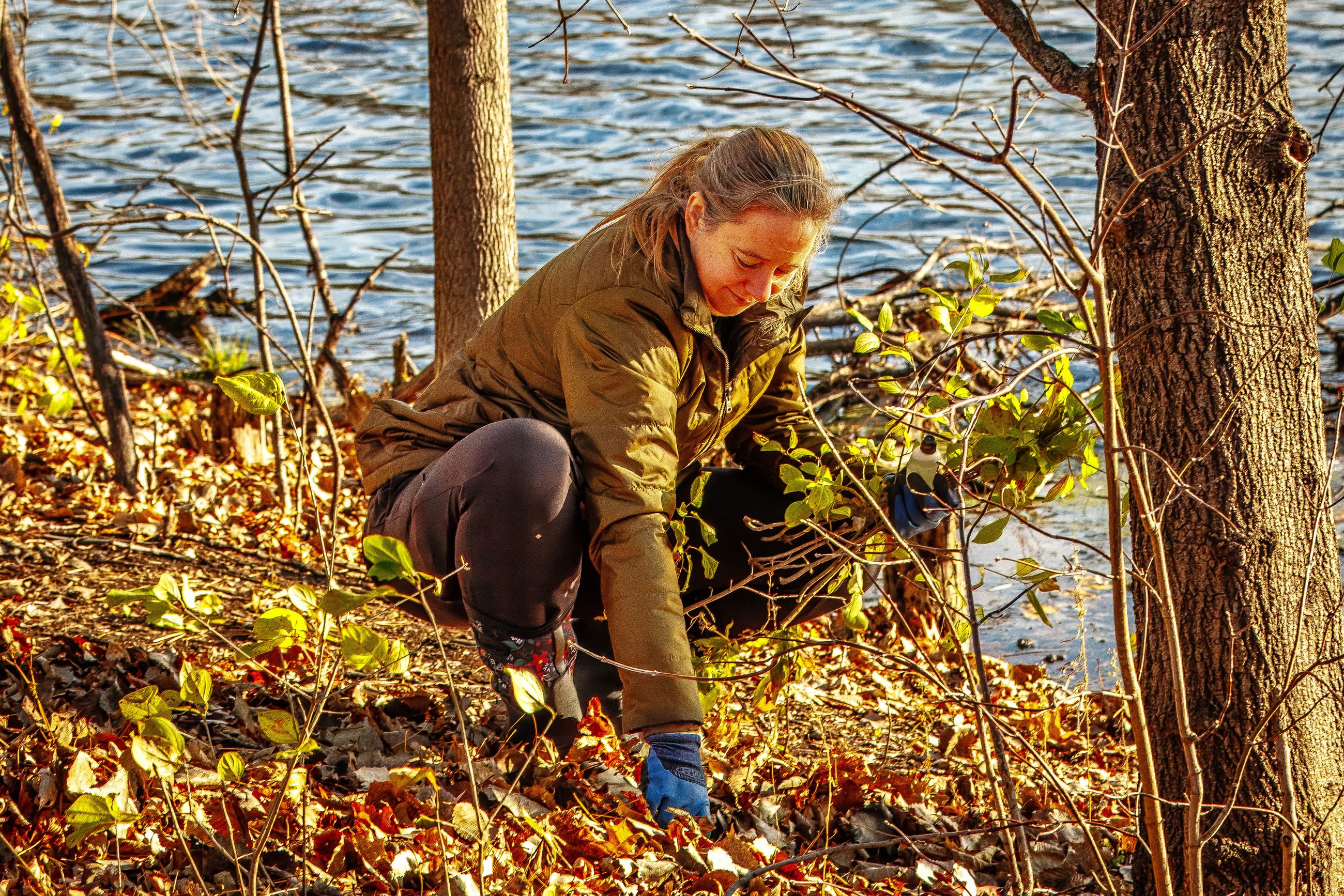 buckthorn removal by Roseville volunteers